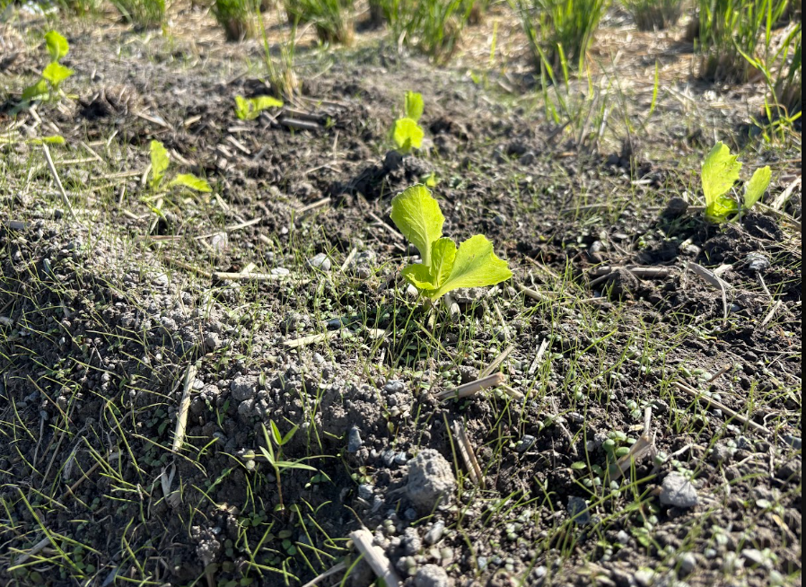 畑の雑草